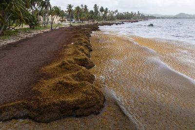 Scientists say a record amount of seaweed hit the Caribbean and nearby areas in May