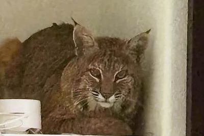 ‘You guys are hilarious’ Homeowner unimpressed with cop’s attempt to get bobcat out of her house with laser pointer