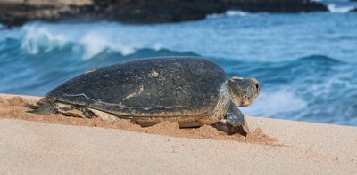 One green sea turtle can contain the equivalent of 10 ping pong balls in plastic
