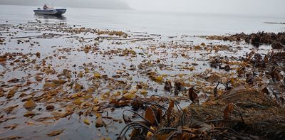 Can kelp forests help tackle climate change?
