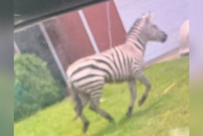Watch: Escaped zebra spotted running around Tennessee