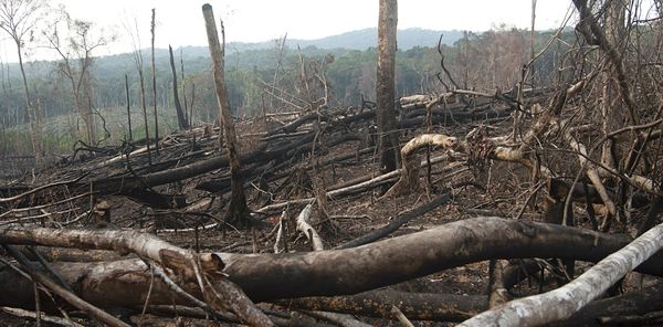 Africa has the highest rate of forest loss in the world – what the G20 can do about it