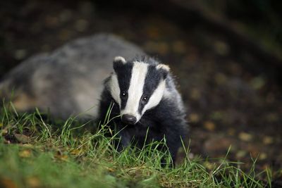 Badger cull snubs science chief advice as opponents mount legal challenge