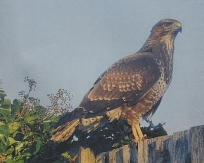 Brenda the buzzard terrorises children at Havering primary school