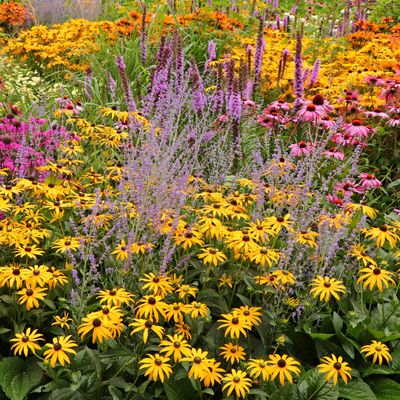 7 perennials to cut back in June – experts say giving these plants the Chelsea chop will encourage a second flush of flowers