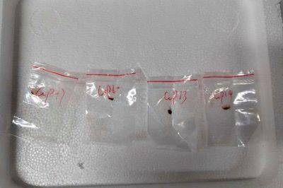 Two Chinese scientists arrested for smuggling ‘potential agroterrorism weapon’ into US