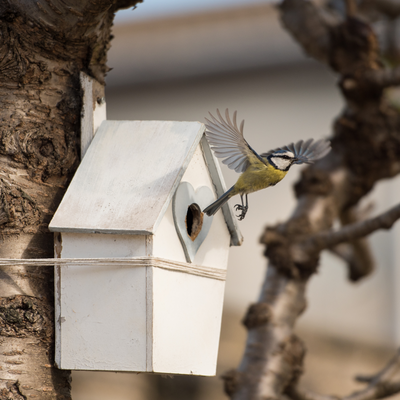 The 2 places you should never put a bird box, according to wildlife experts