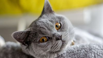 British Shorthair cats are calm, collected and composed felines that will suit quiet homes