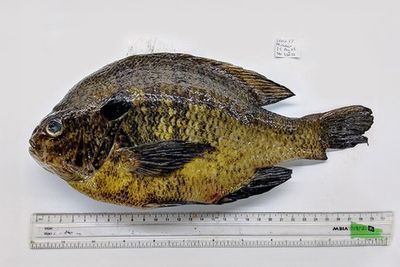 California fish carry human-infecting parasites that can cause stroke or heart attack, researchers find