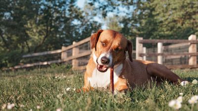 What are bully sticks made of? Vet shares her opinion on these controversial dog chews