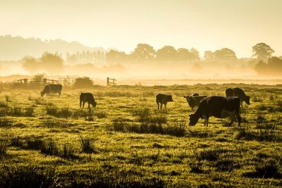 Government would struggle to cope with severe animal disease outbreak – watchdog