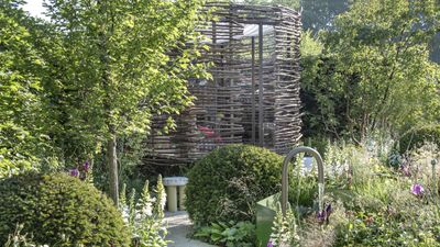 Evergreen shrubs that thrive on neglect – 5 expert plant picks that give year-round impact even when ignored
