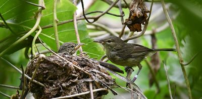 The chicks are alright: what songbirds can teach us about divorce and moving on