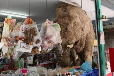 Wild elephant goes shopping in Khao Yai