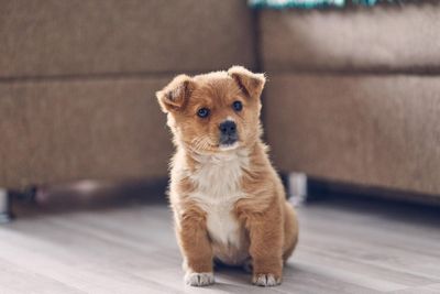Study shows what a pet dog can do to save your child’s skin from eczema