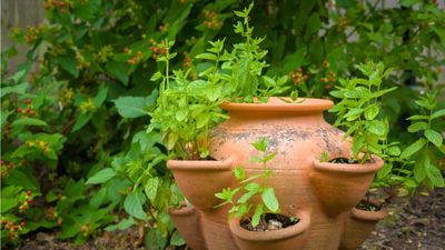 Why is my mint turning brown? Discover the causes of this common problem, and simple ways to fix it