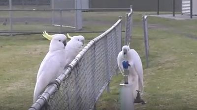Australian 'trash parrots' have now developed a local 'drinking tradition'