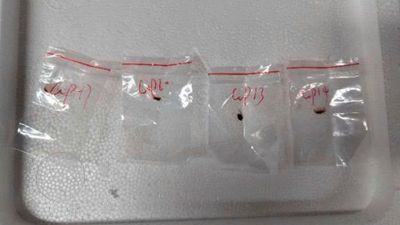 FBI says it foiled a researcher's plan to bring toxic fungus from China to a US university lab