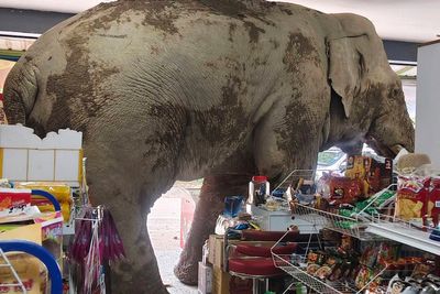 A hungry wild elephant raids a grocery store in Thailand for snacks