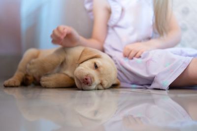 7 Dogs That Are Great Companions For Autistic Children