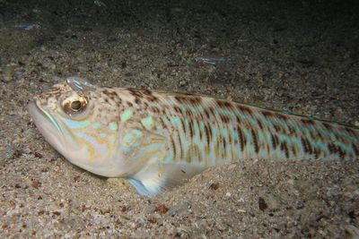 Warning issued over return of venomous weever fish lurking under sand on British beaches