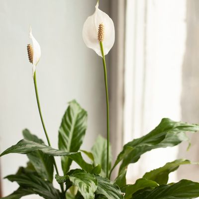The one place you should never keep a peace lily – experts say it will stop the flowers from blooming