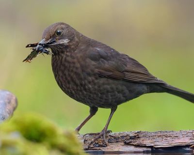 Share your blackbird sightings with us this summer