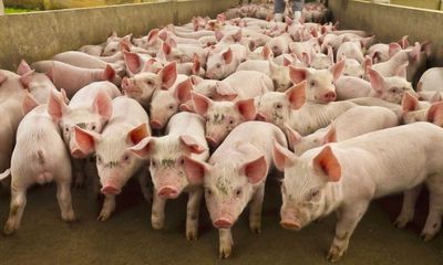Lean Hog Futures Just Hit a New High and No Market Top Is in Sight