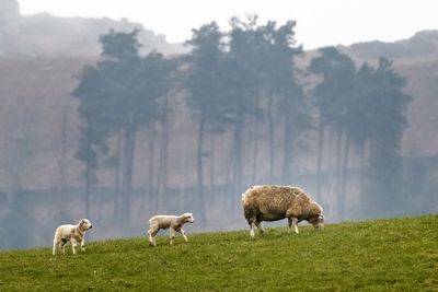 Increasing risk of animal diseases prompts dire warning for UK