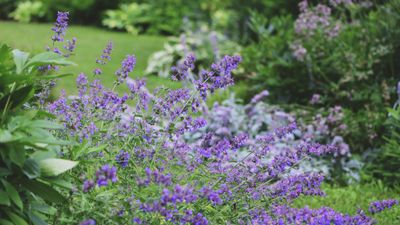 Where to grow catmint – experts reveal the best locations to maximize fragrant, colorful blooms in your yard