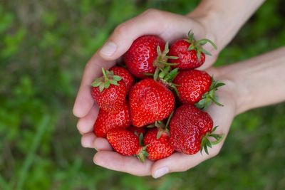 Eight expert tips for growing a bumper strawberry crop this summer