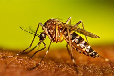 Ethical questions swarm scientists after discovery that could wipe out pesky mosquitoes