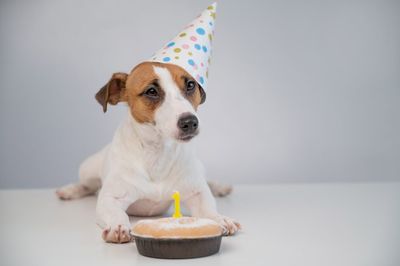 10 Ways to Celebrate Your Pet’s Birthday