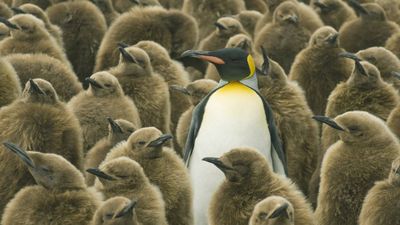 Linux enjoys a small usage uptick with Steam users, though at 2.69% it still has a long way to go to topple Windows