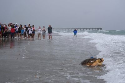Dilly Dally the sea turtle returns to the ocean after flipper amputation