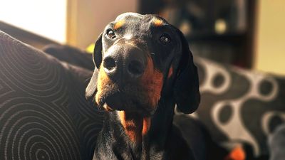 Vets save Doberman from choking on his favorite toy and offer invaluable advice