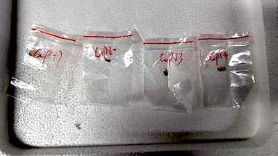‘Dangerous biological pathogen’: 2 Chinese nationals accused of smuggling killer fungus into U.S.