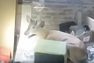 Cops responding to burglary in progress discover deer rampaging round hair salon