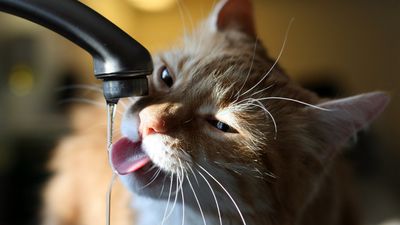 Why do cats like running water? Vet reveals 4 fascinating theories