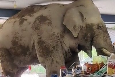 Watch: Hungry elephant storms shop to help himself to food