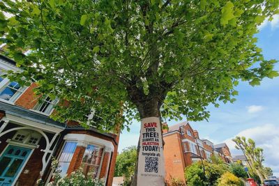 Campaigners fight to save 120-year-old tree from ‘irrational’ local council