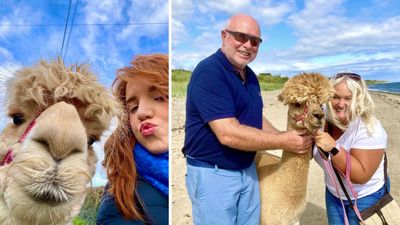“I went out to buy a handbag with my husband and came home with a herd of alpacas”