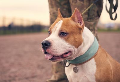 These 5 Dog Breeds Are Quietly Being Dropped by Insurance Companies