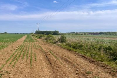 ‘On a knife edge’ – hot dry spring threatens arable harvest