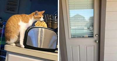 85 Funny Cat Pics That Feel Like A PowerPoint Presentation From The Edge Of Madness