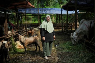 AP PHOTOS: An Indonesian woman thrives in male-dominated cattle trading ahead of Eid al-Adha