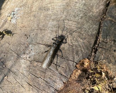 Country diary: A stonefly in the sun – this is a sign of clean water
