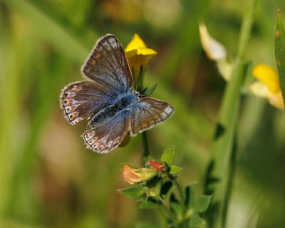 Butterflywatch: British populations thrive thanks to record sunny spring