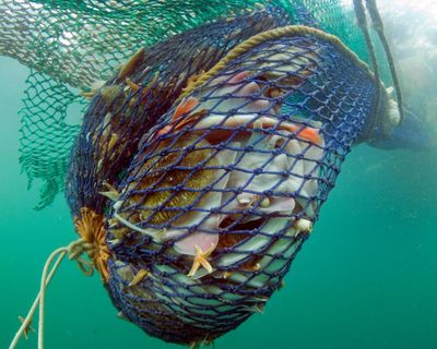 UK MPs call for ban on bottom trawling in protected marine areas