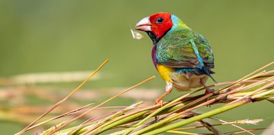The Top End’s tropical savannas are a natural wonder – but weak environment laws mean their future is uncertain